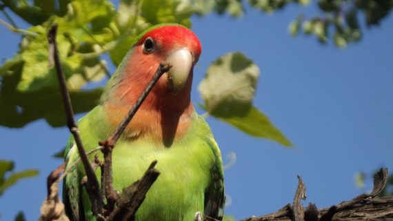23 Jenis Burung Lovebird Tercantik di Dunia