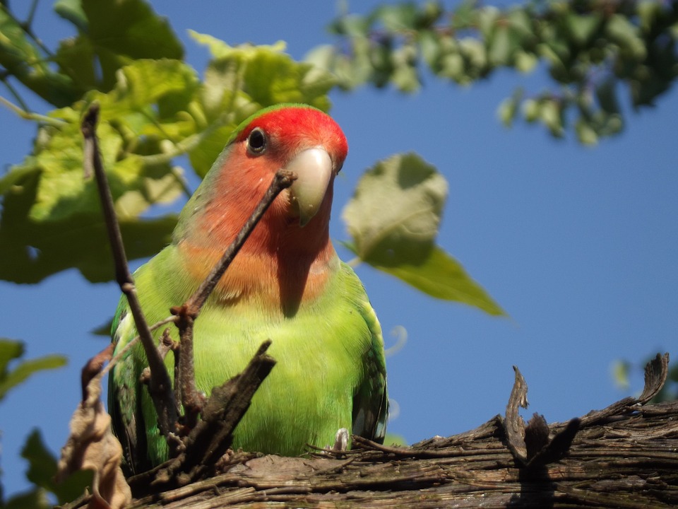 23 Jenis Burung Lovebird Tercantik di Dunia